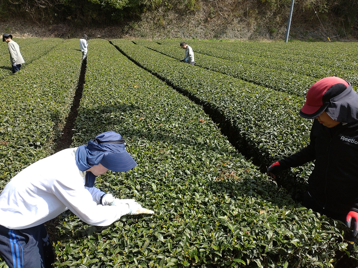 茶畑除草